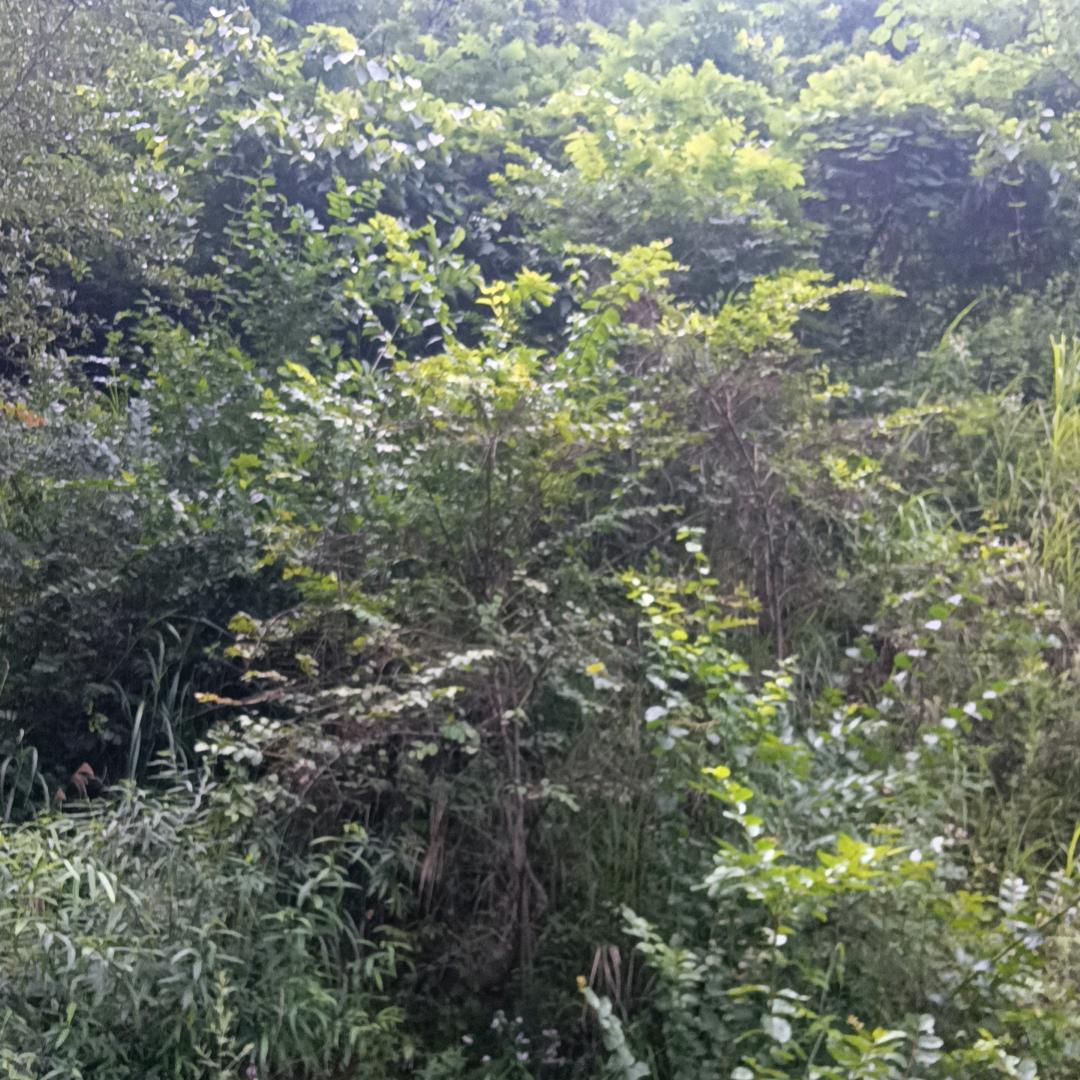 李哥，吉祥养殖场