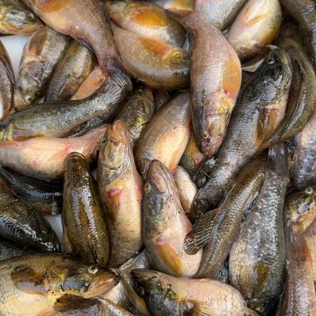 抚远天然野生鱼