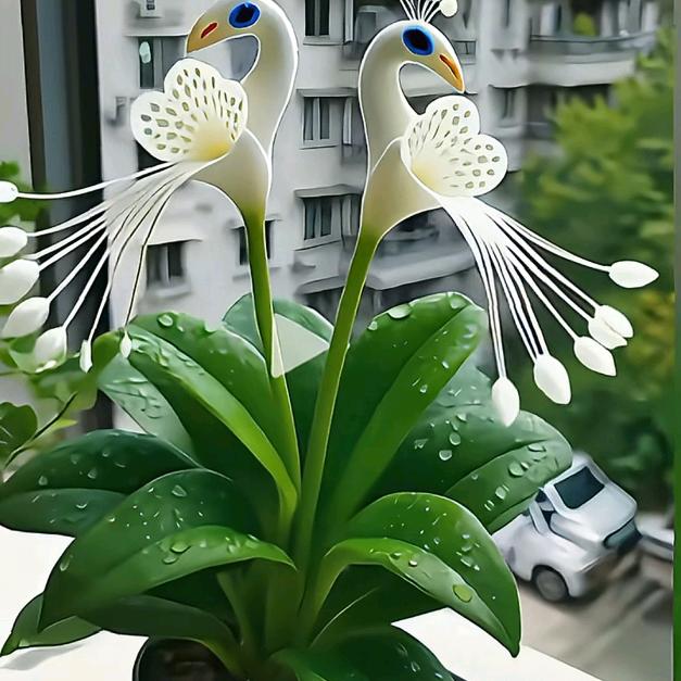 人生不容易（617）