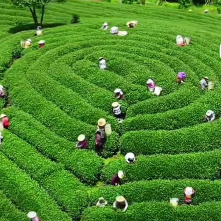 两千jin彭河茶叶