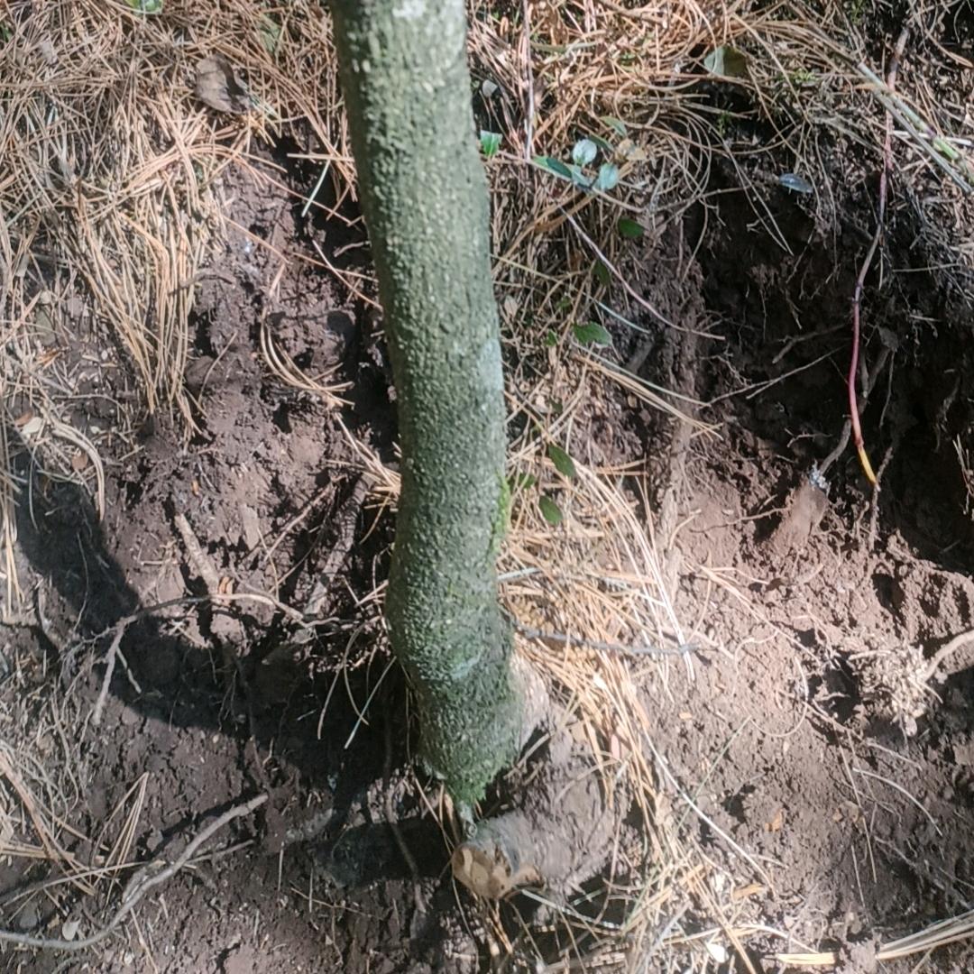 天长地久永不分离