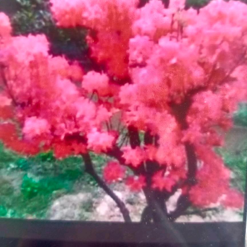 我想回农村，小梅子的