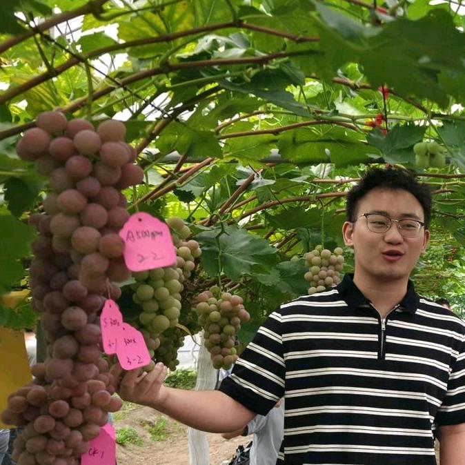 阿东讲果树（国光方案）