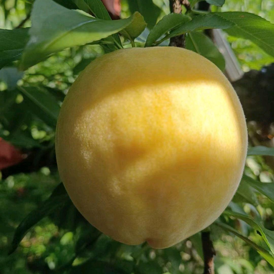 黄桃小哥