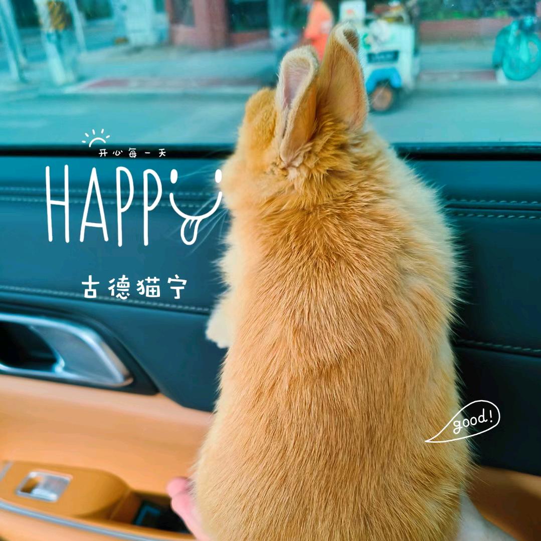 兔兔超爱吃