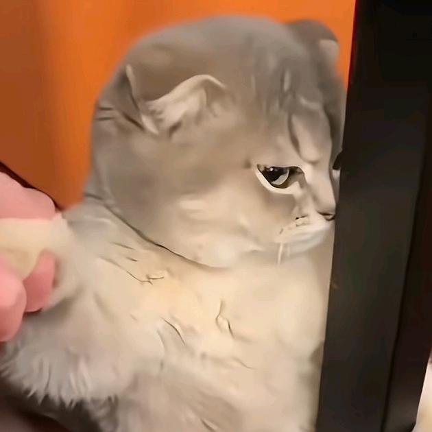 喵不可言 🐾