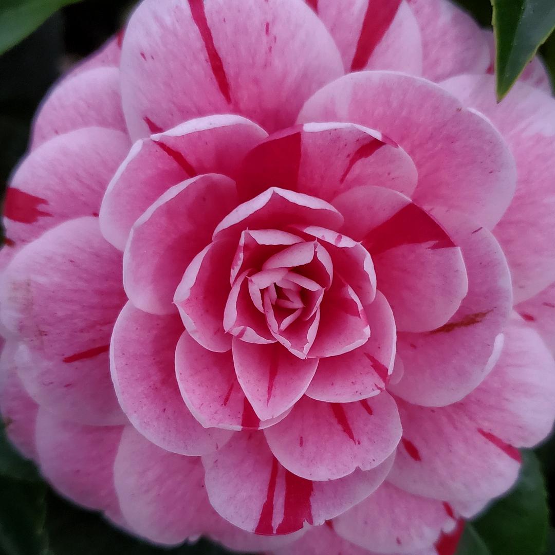 老花匠家