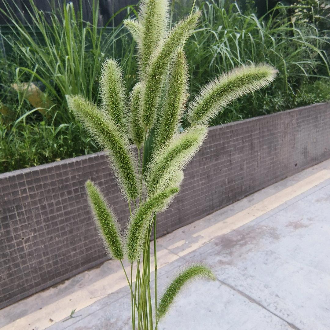 云清