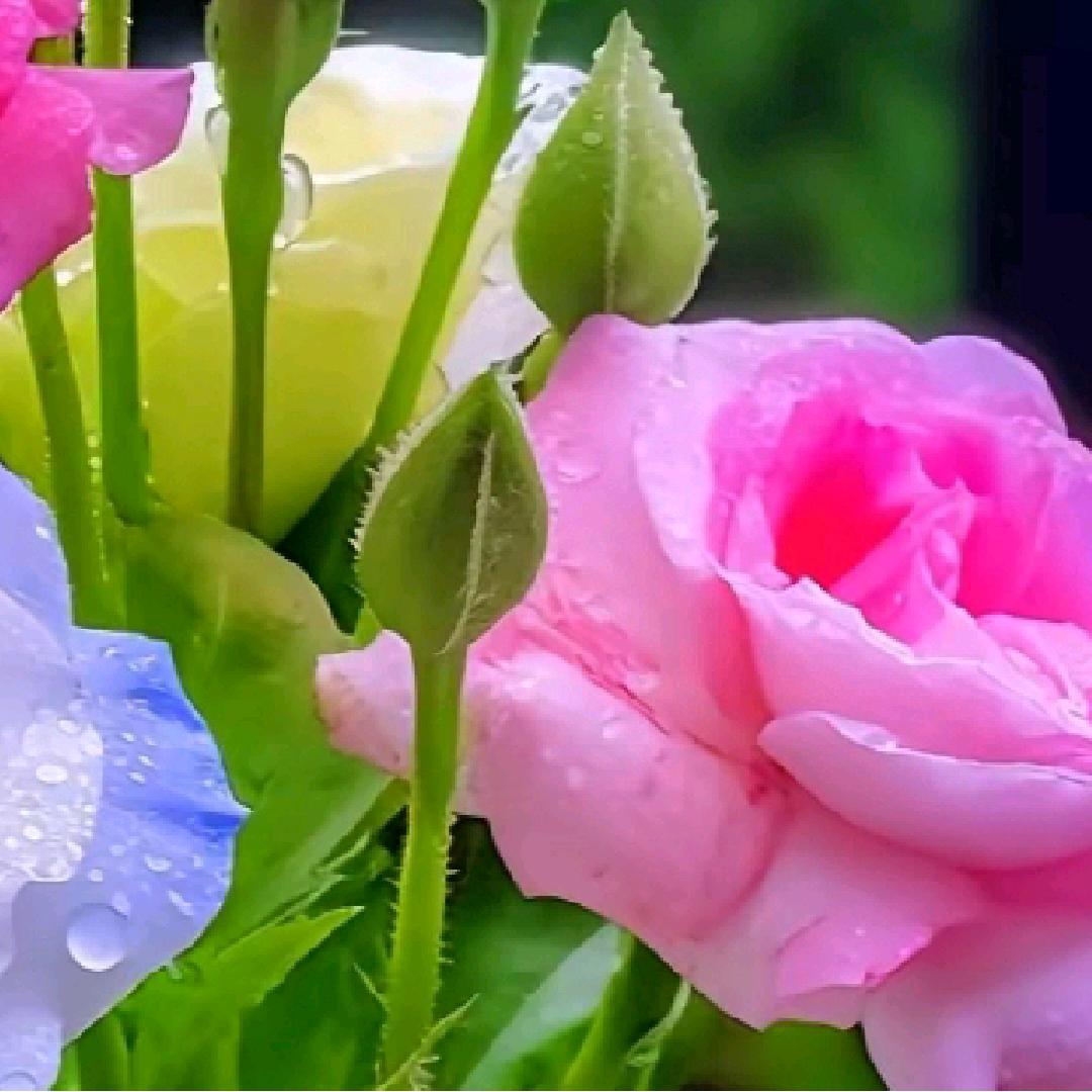 简单就是幸福☘️🌷