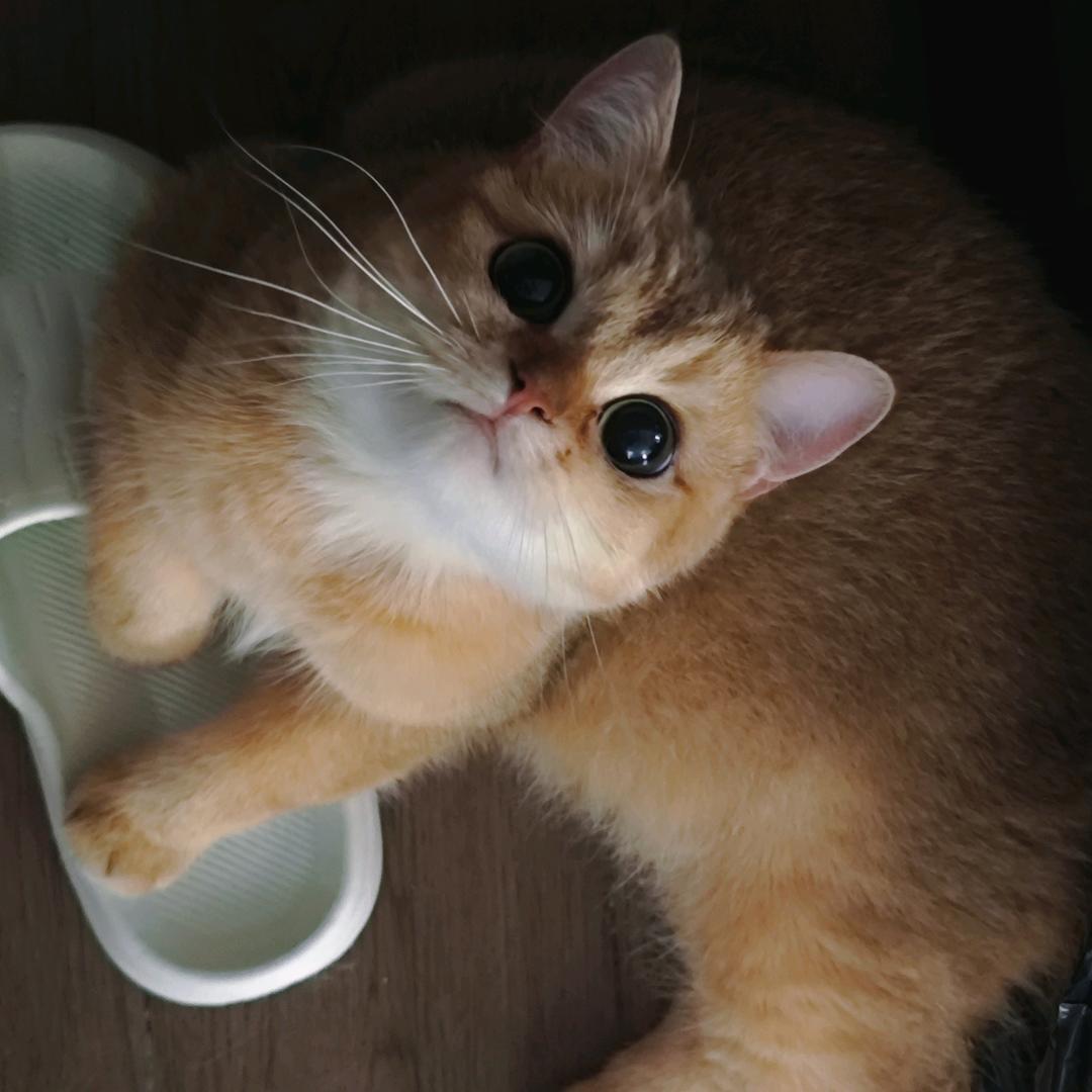 起司我了