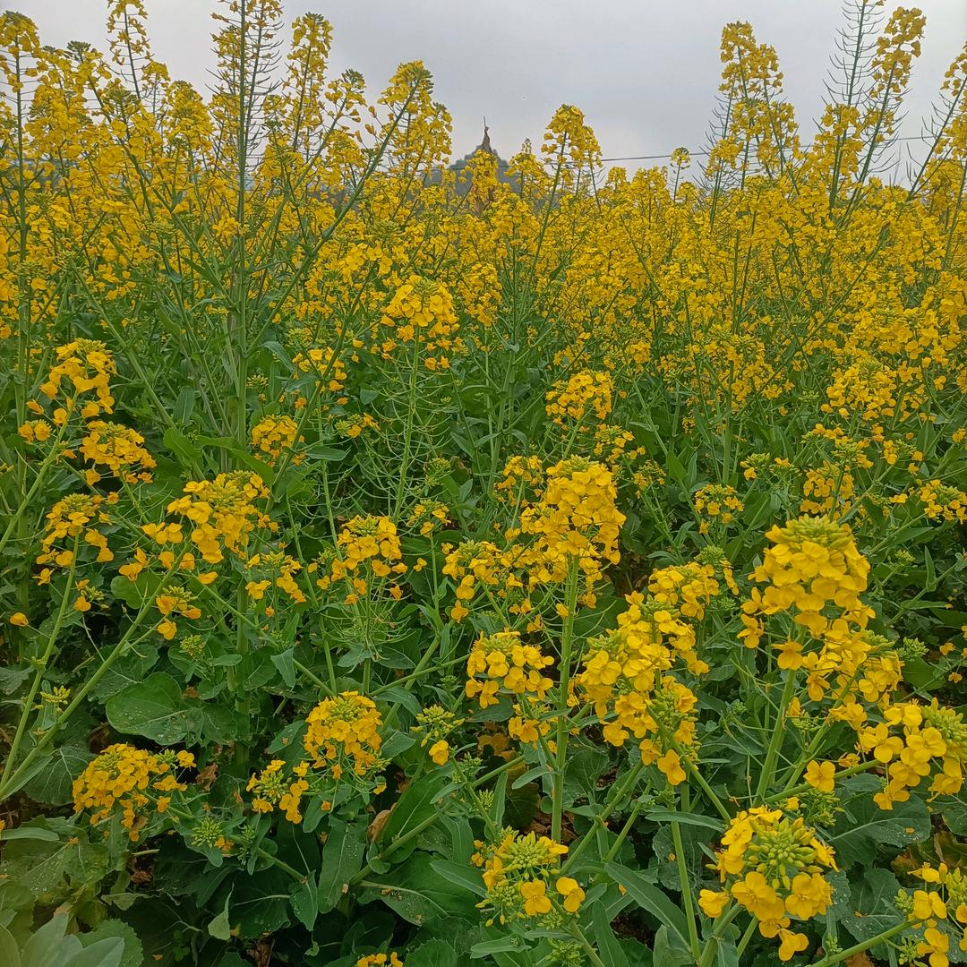 🌸花花🏵️世🌵界