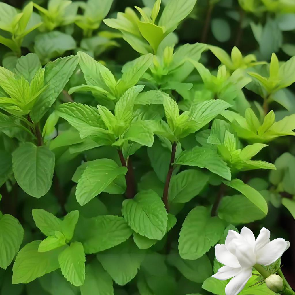 薄荷（打更人）