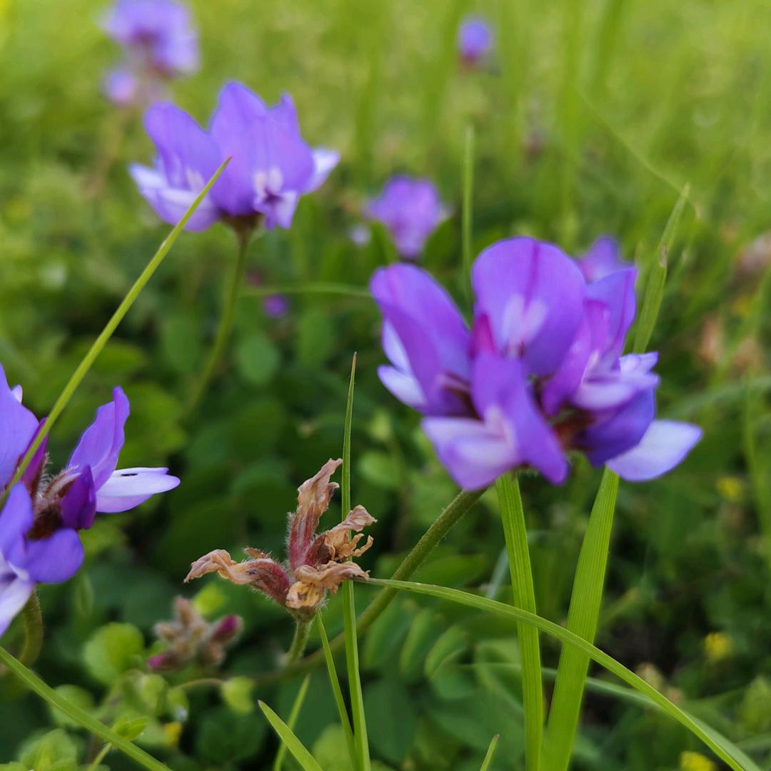 真与假     愿得一人心