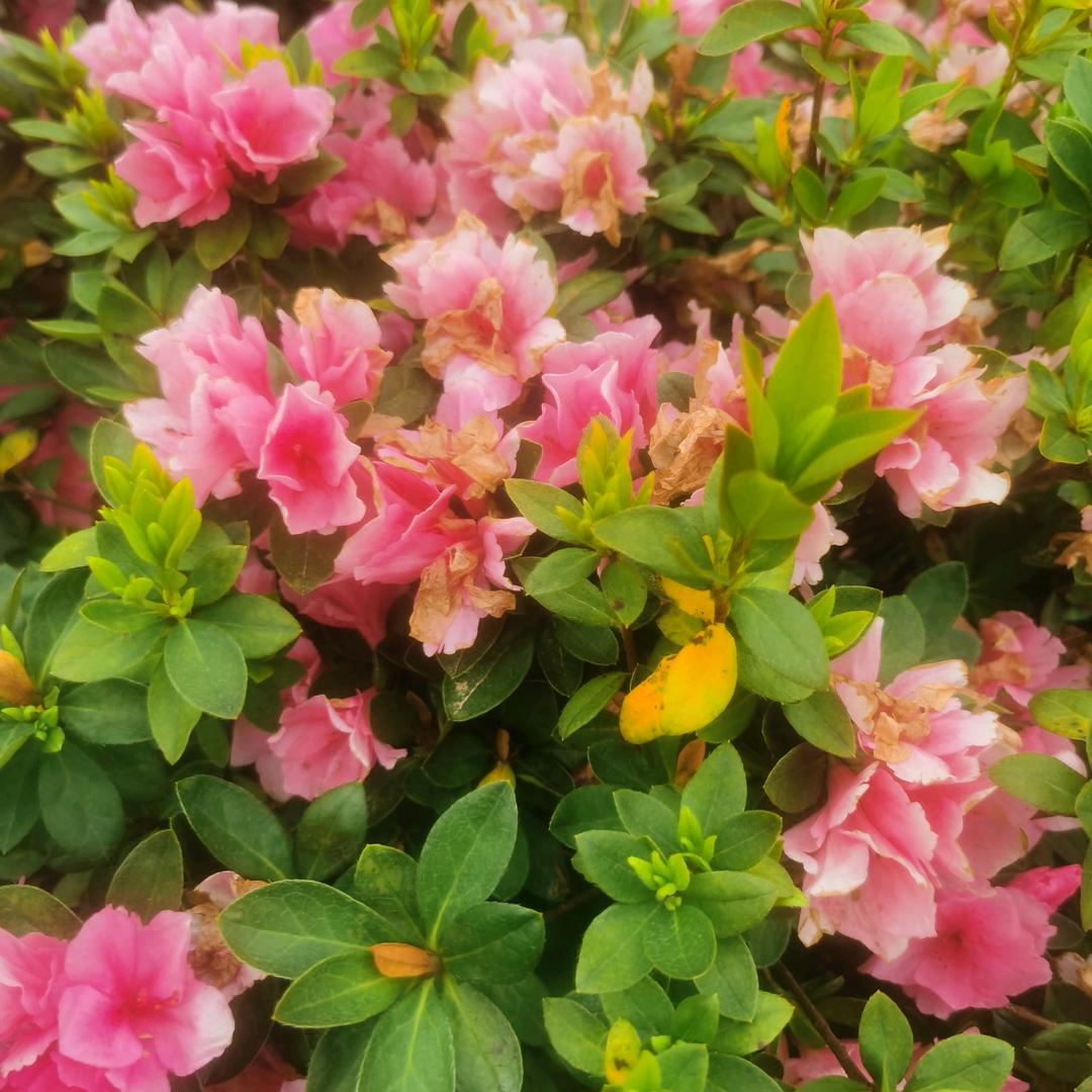 華哥—庭院景观