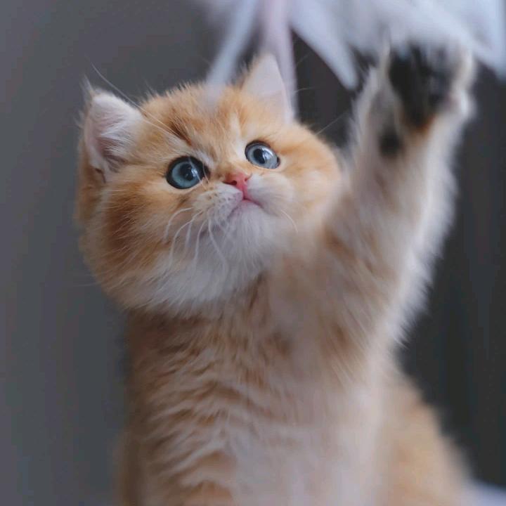 遂平英华路焦师傅