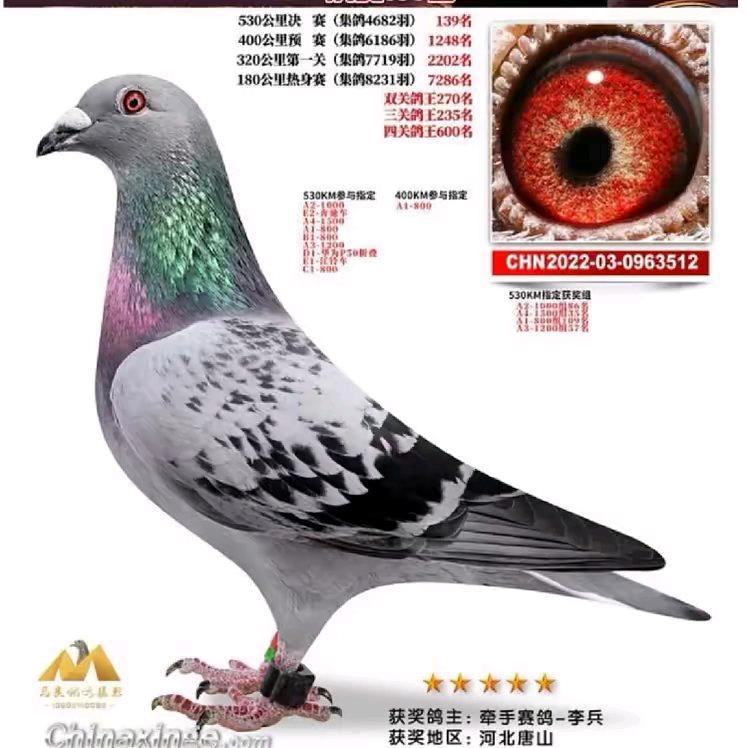 《牵手赛鸽》libing 彬子