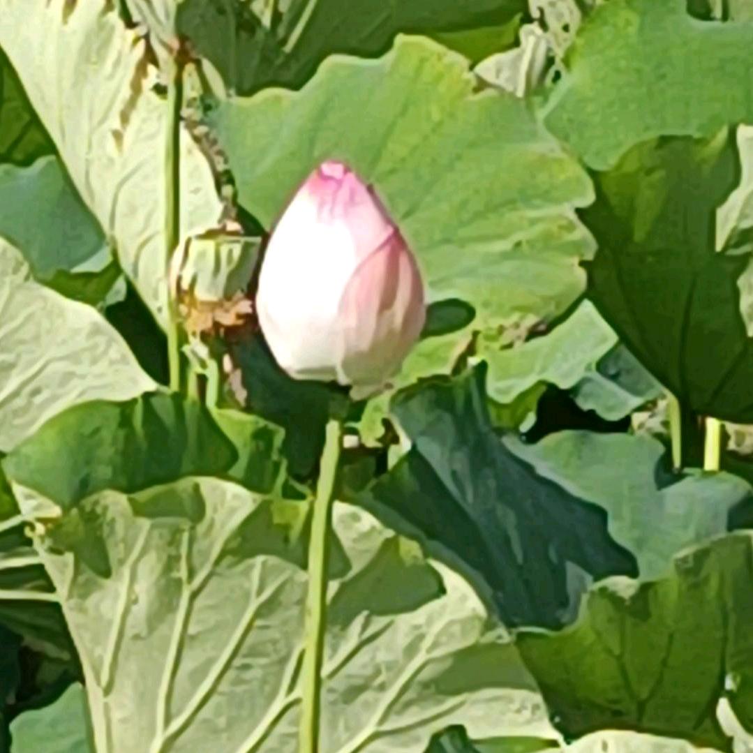 沉默如金