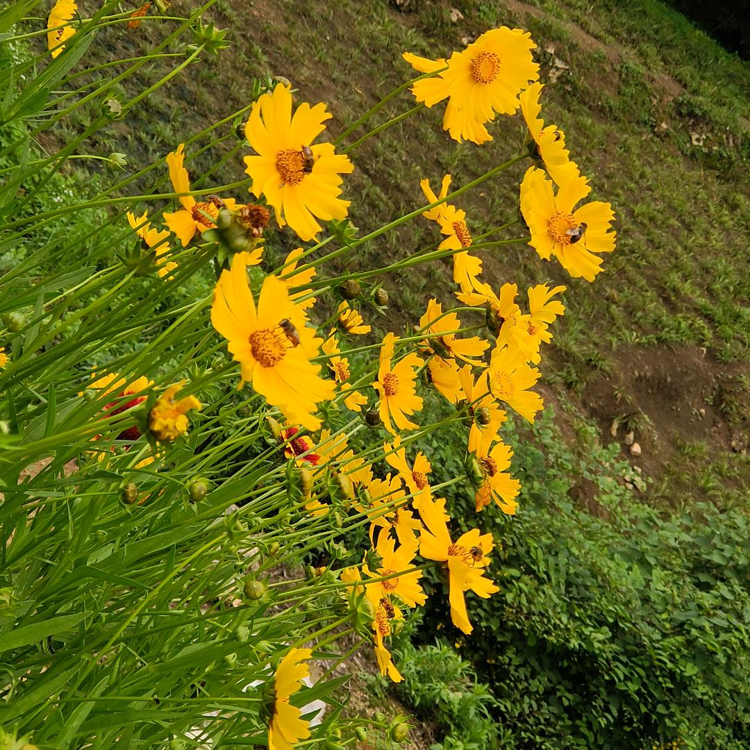 凉城菇凉