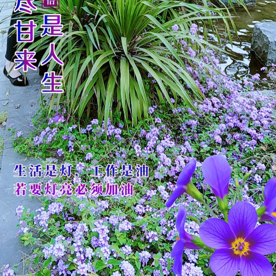 楊🌾家🌻虎🐯妹☀