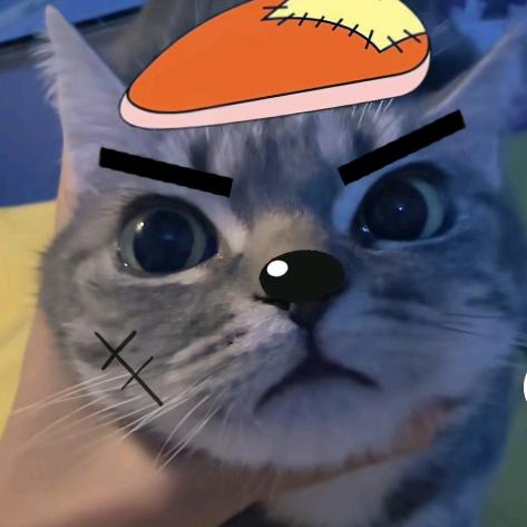 灰太猫
