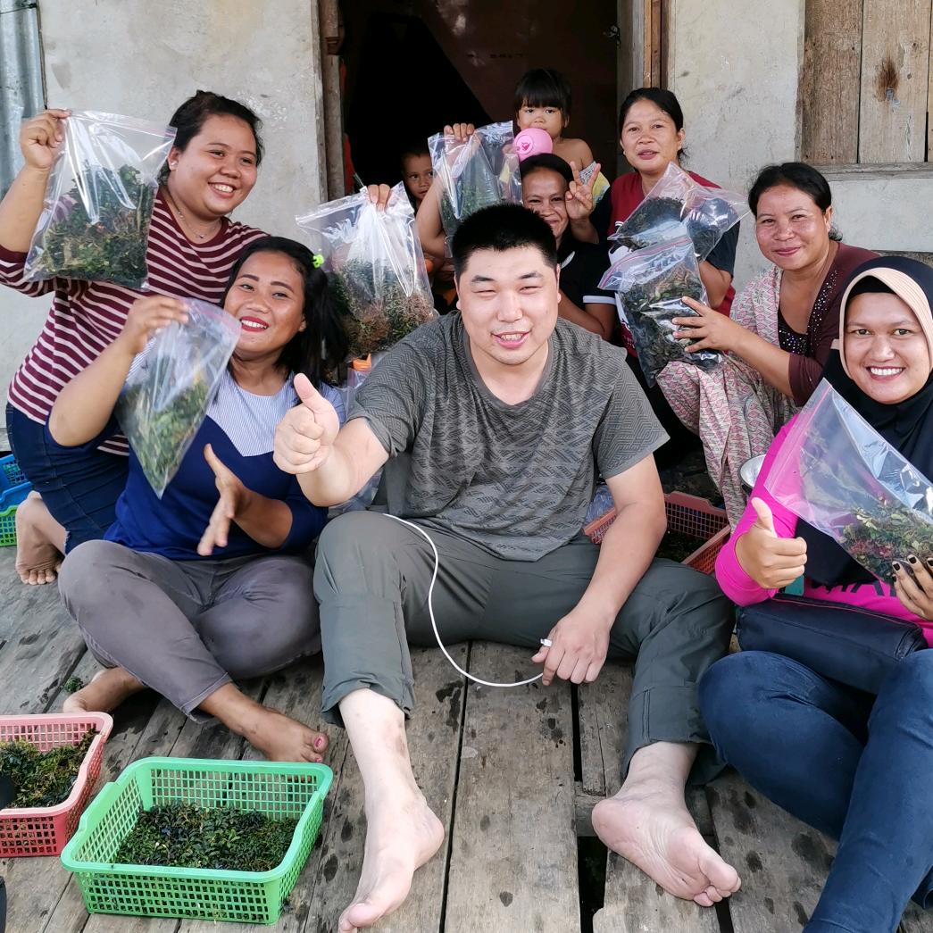 【草圣】辣椒榕野株