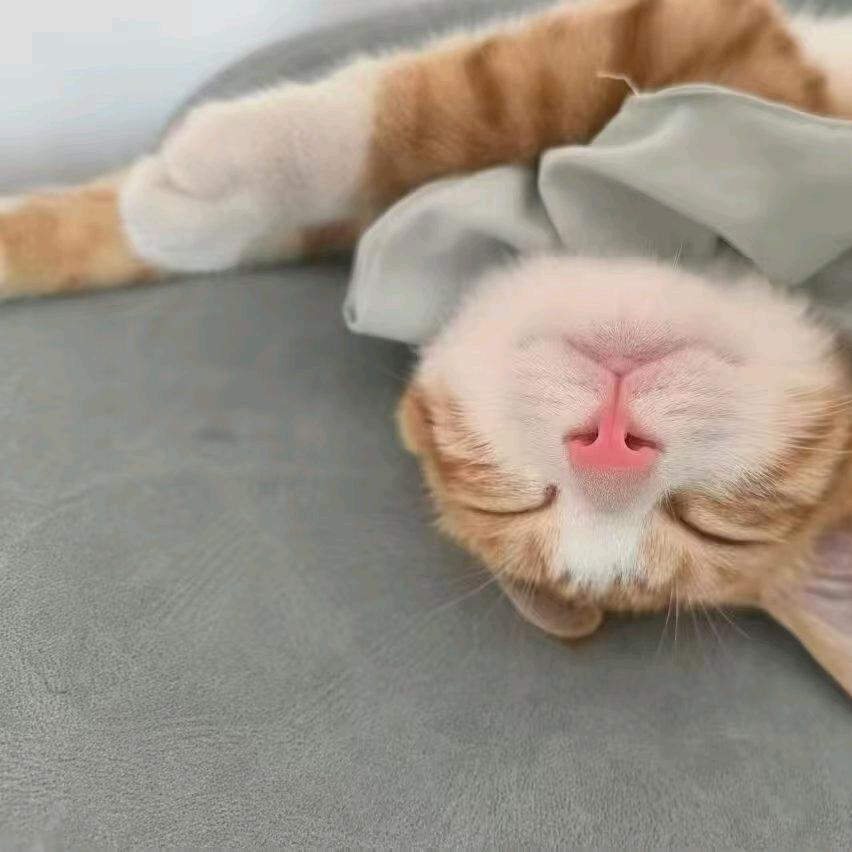 李想(>_<)(脚雀黑)