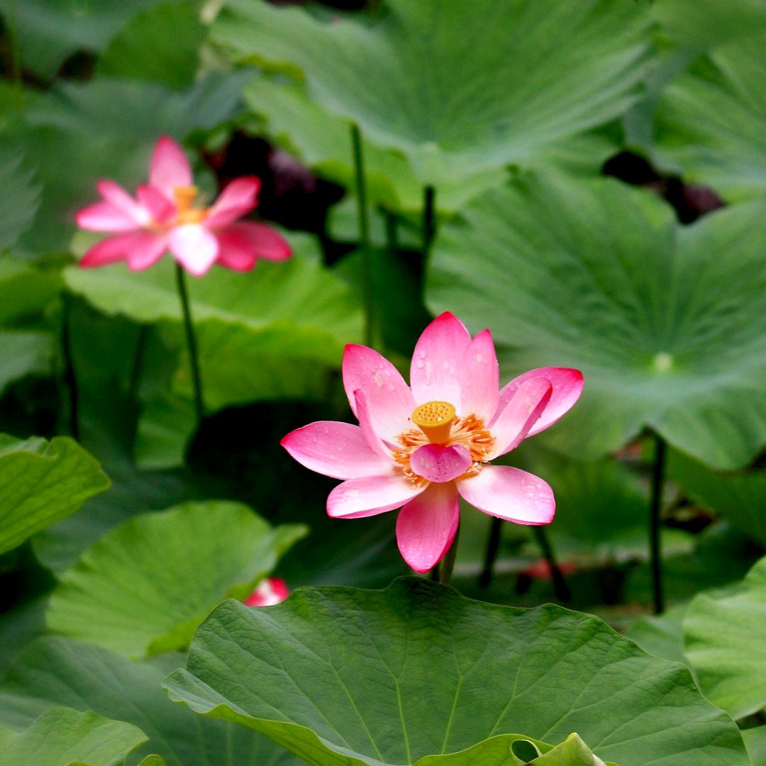 锦上添花12