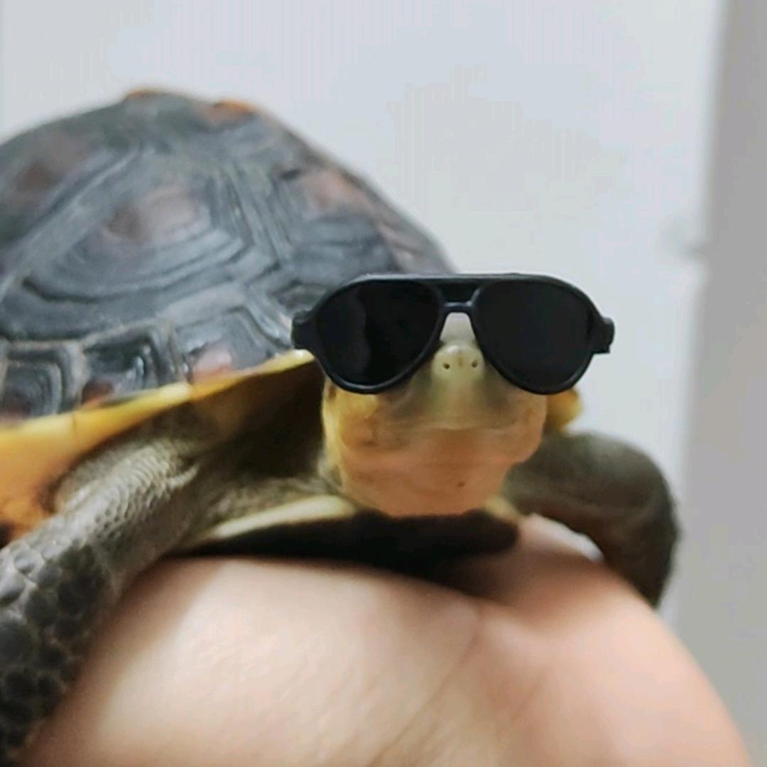 90斤反骨🐢（主页有粉丝群）