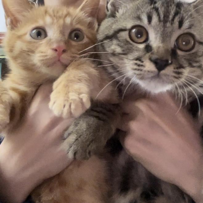 年年有余&岁岁平安