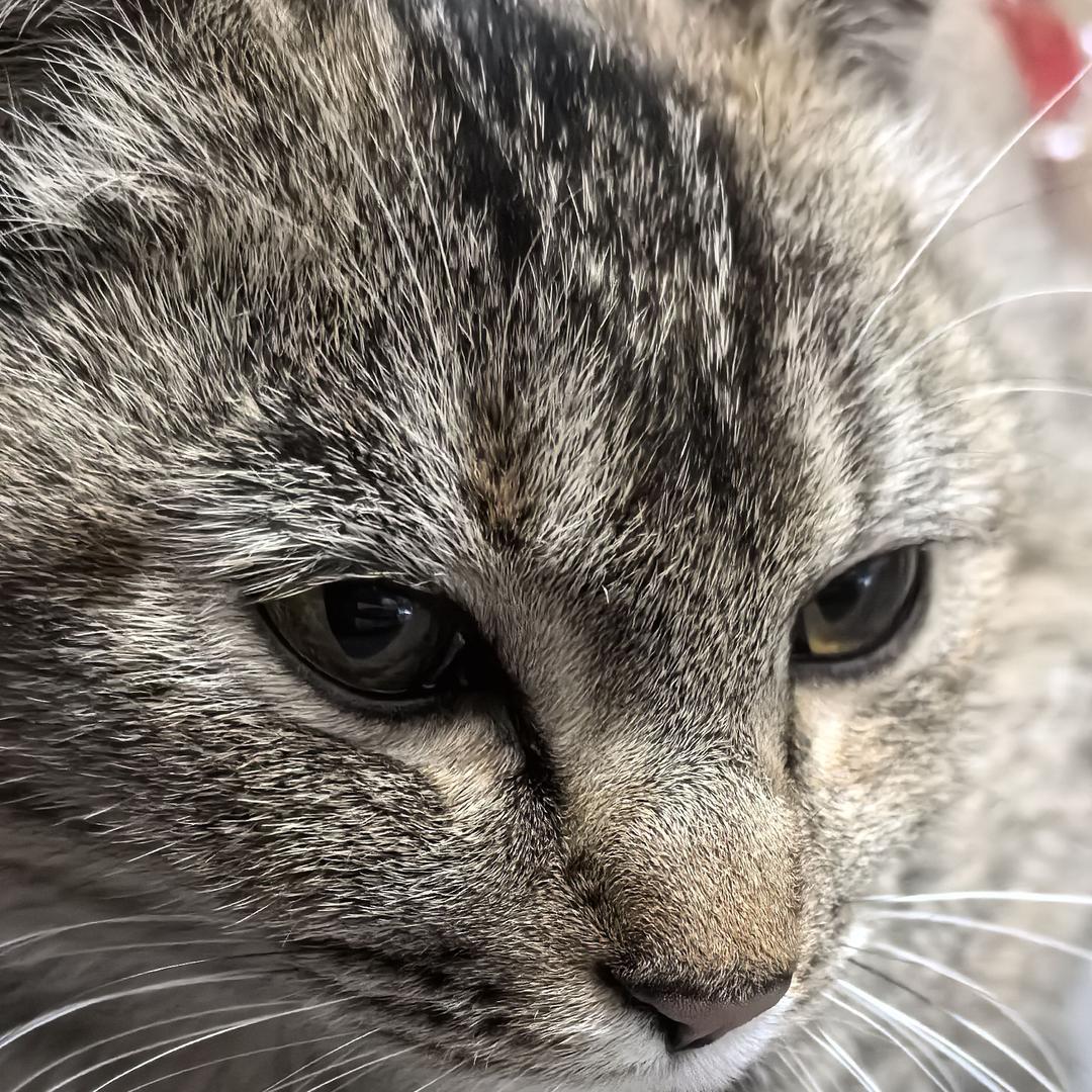 招财猫咪咪