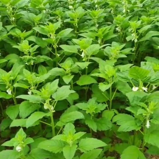 芝麻开花节节高