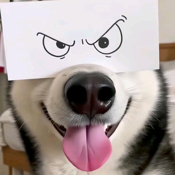 招猫逗狗看天走