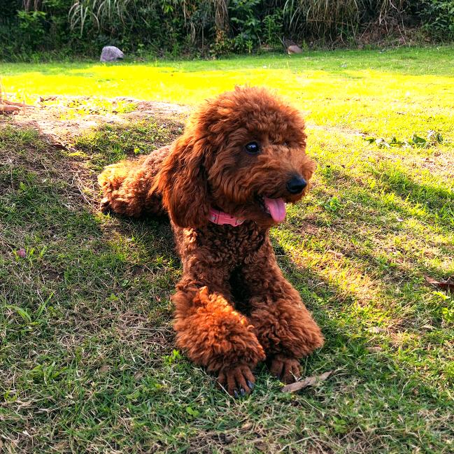 安安是只小公主