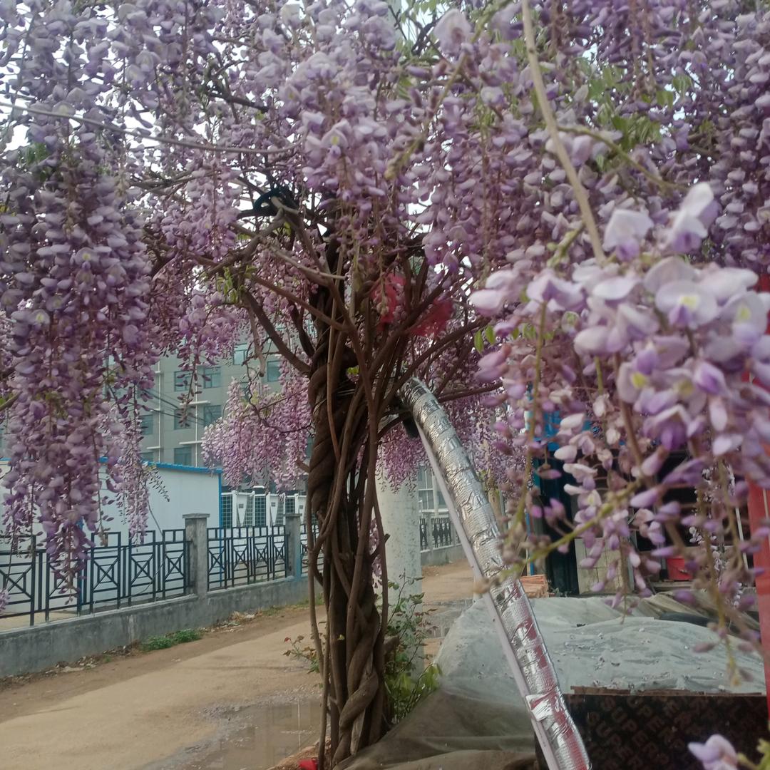 一棵不老松