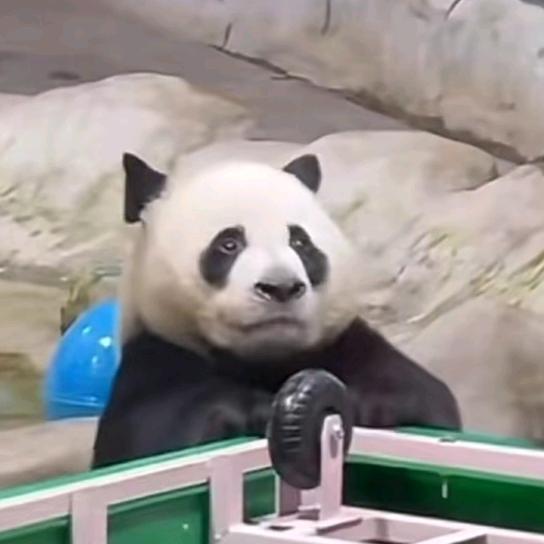万🐼奔腾🐼🐼🐼🐼🐼🐼