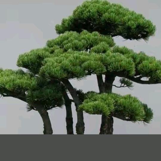 坏小孩卖男女药