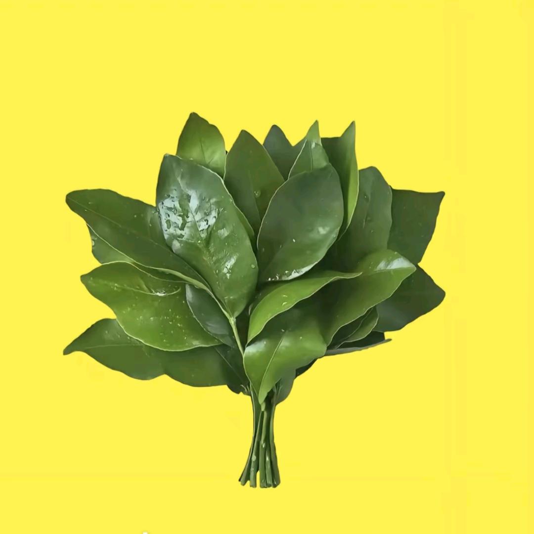 Jy-大米妈妈（腰突恢复版）