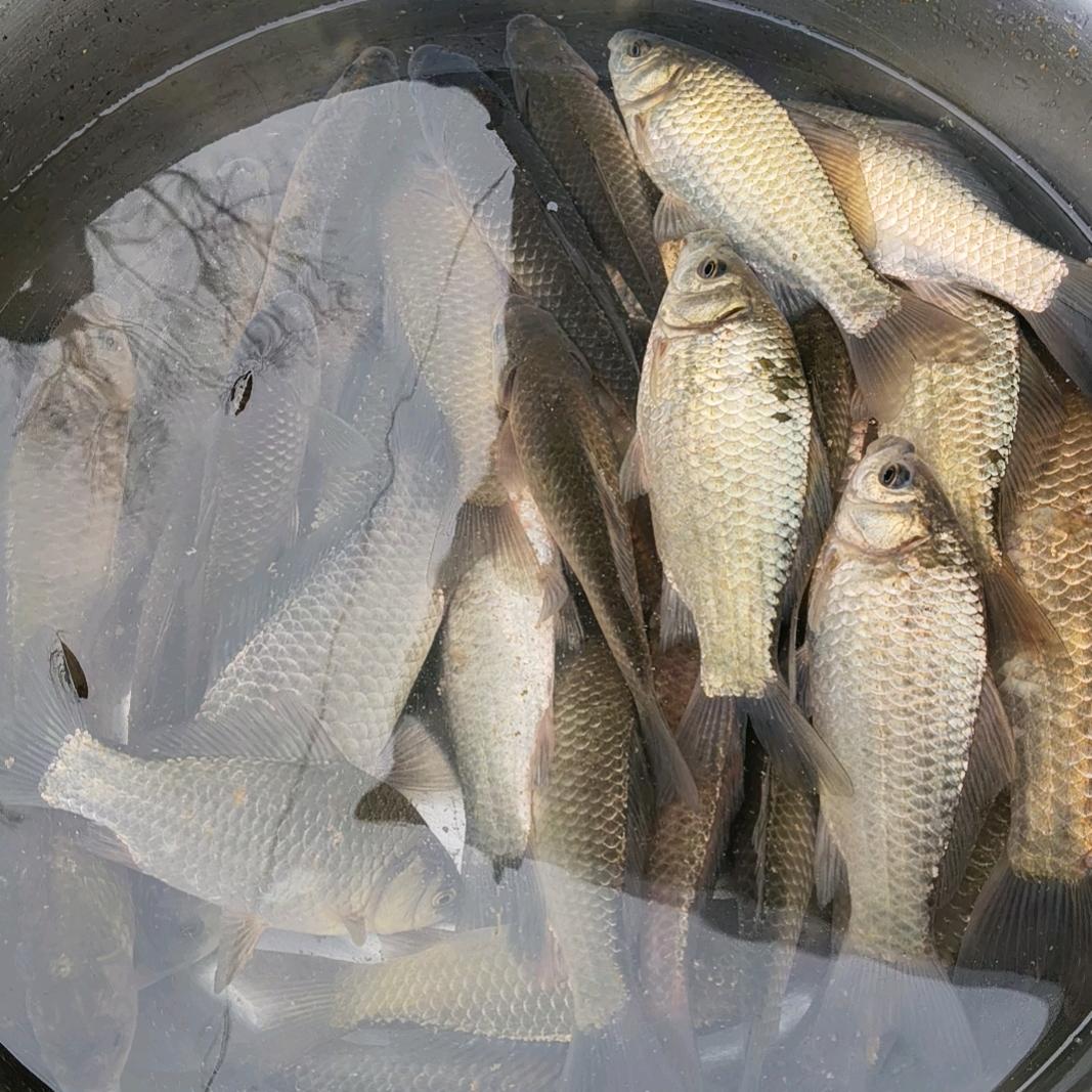 丹红电子商物品牌鱼折后店