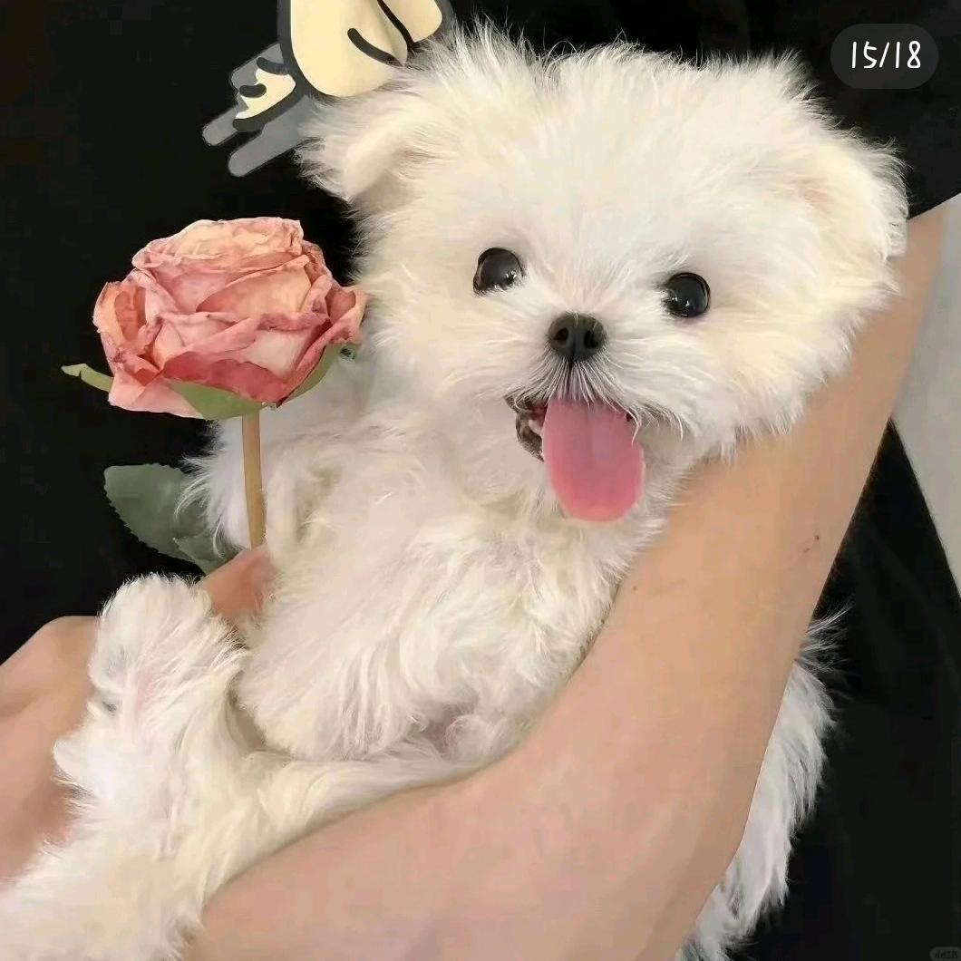 小鸡恰恰