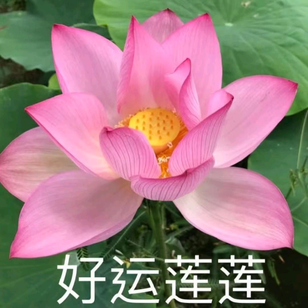小沈回来了