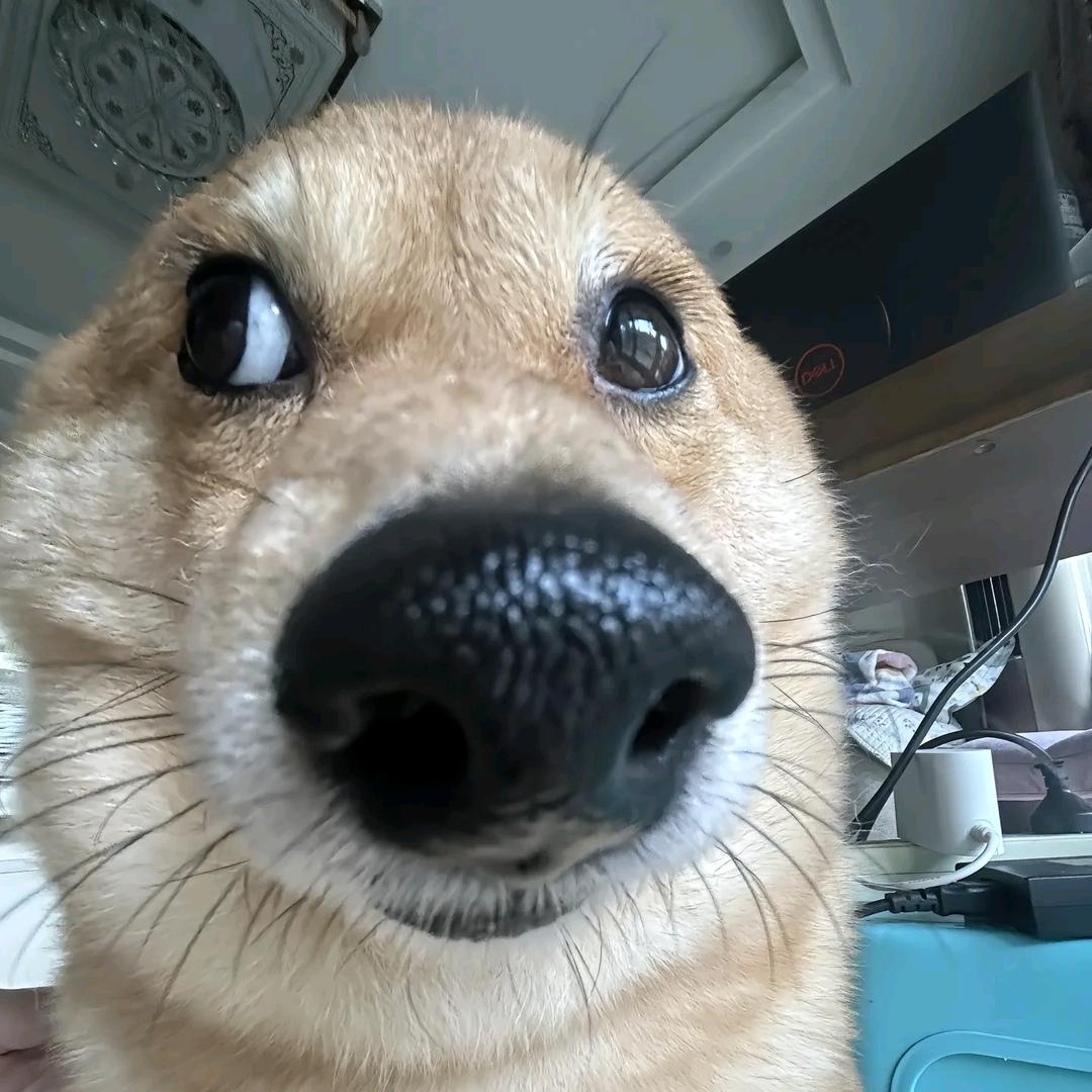 楝柾