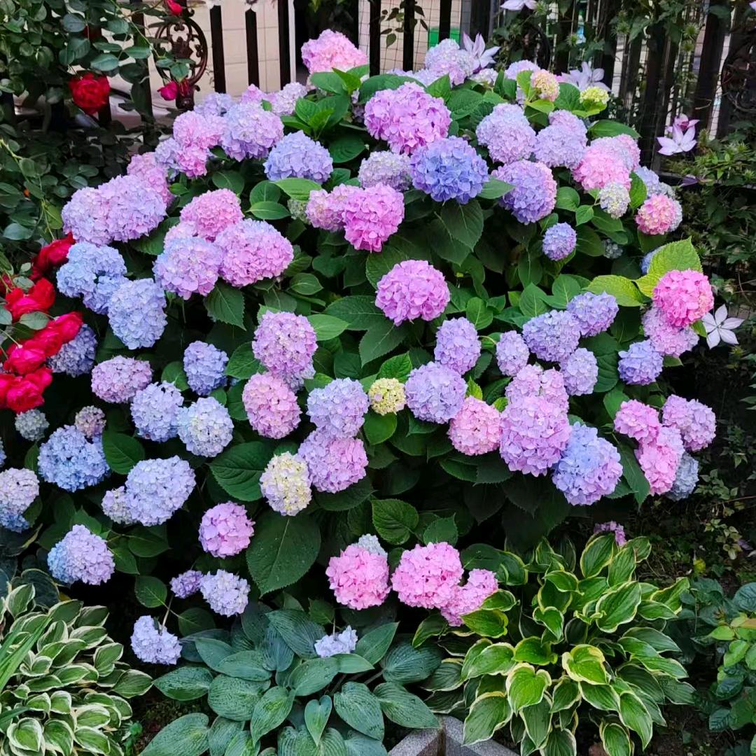 宜良寻花花卉园盆栽基地