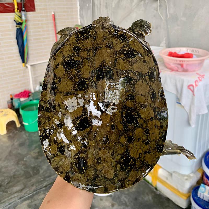 辰星水产