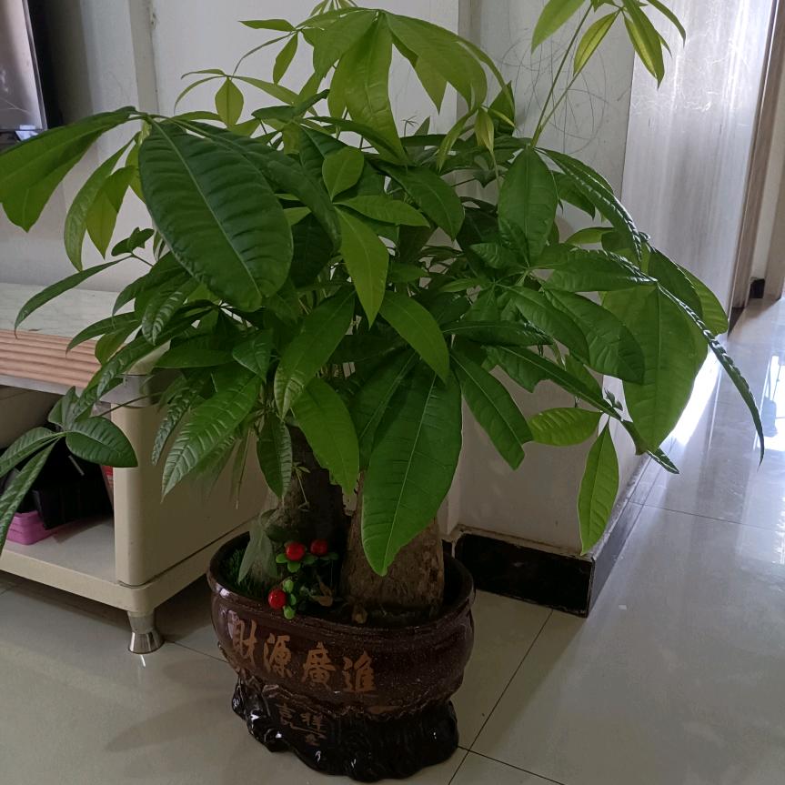 洁三妹