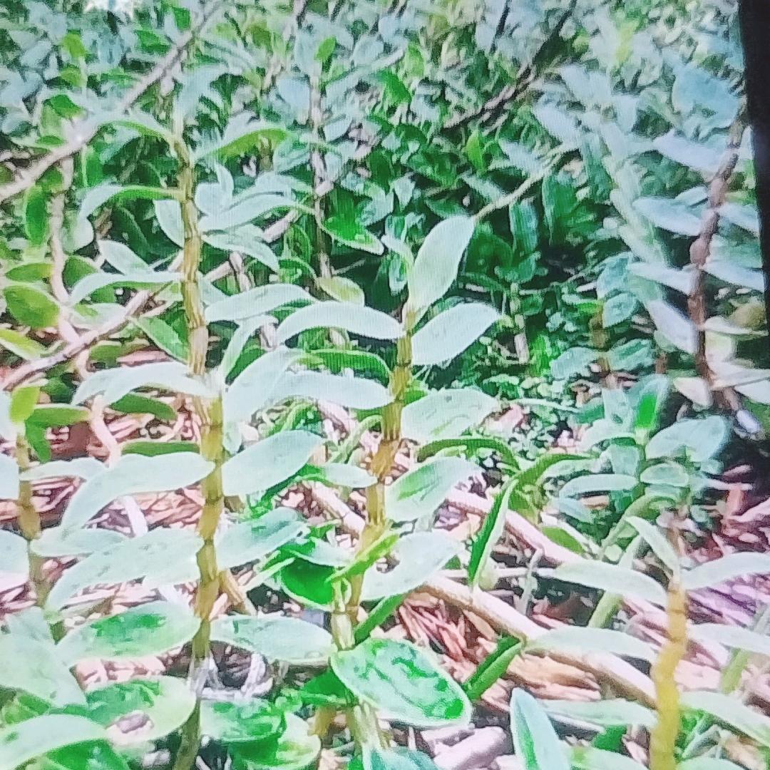 小卢哥