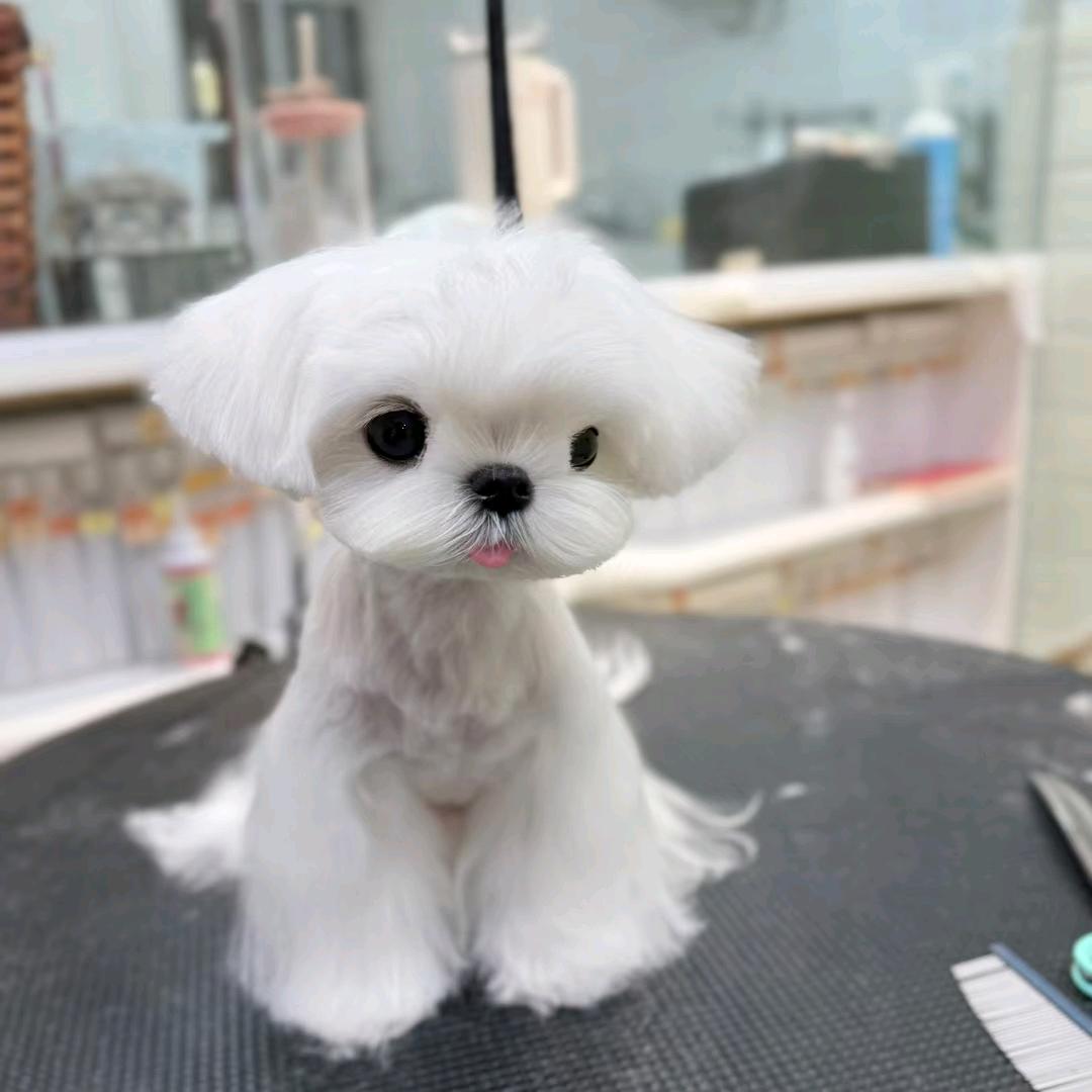 雪姐家马尔济斯