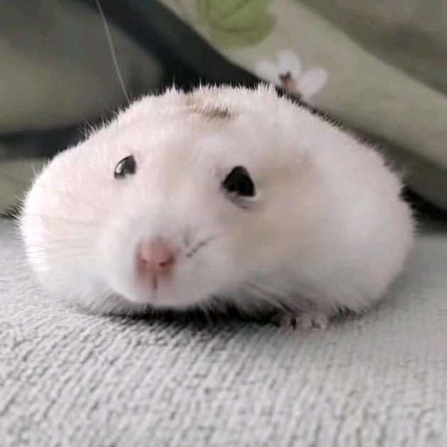 萍萍饼