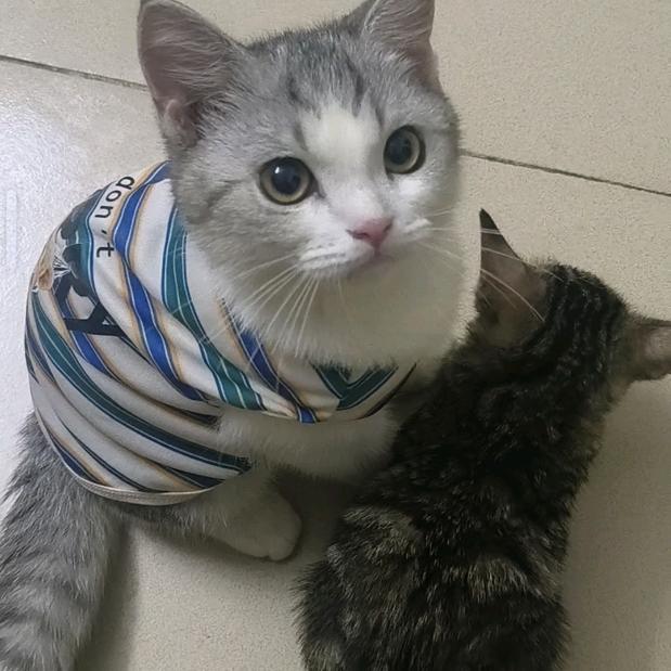 猫管长🍀