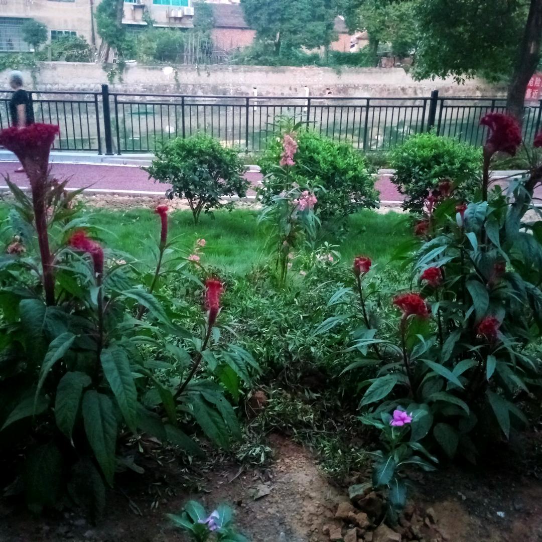 黄牡丹