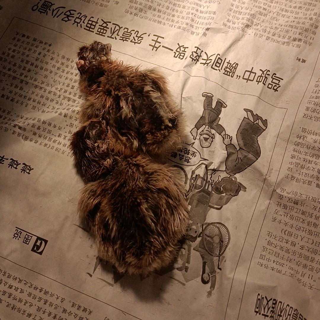 胖兜儿💞